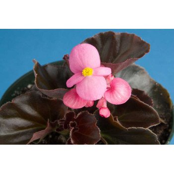 Бегонія Еріка F1 (бордовий лист) пинк /1.000 насінин/ *Syngenta*