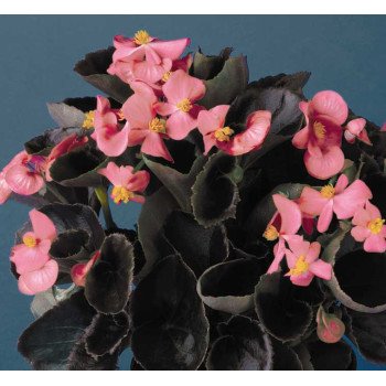 Бегонія Еріка F1 (бордовий лист) рожева /1.000 насінин/ *Syngenta*