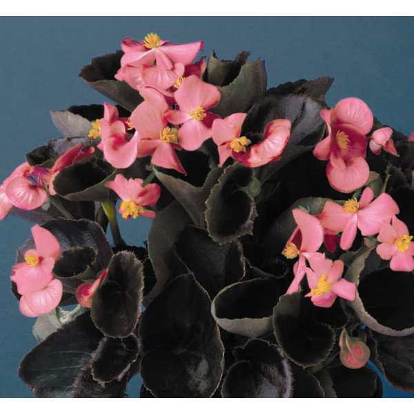 Насіння бегонії Еріка F1 (бордовий лист) рожева /1.000 насінин/ *Syngenta*