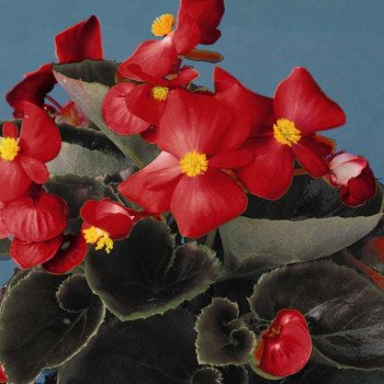 Бегонія Еріка F1 (бордовий лист) скарлет /1.000 насінин/ *Syngenta*