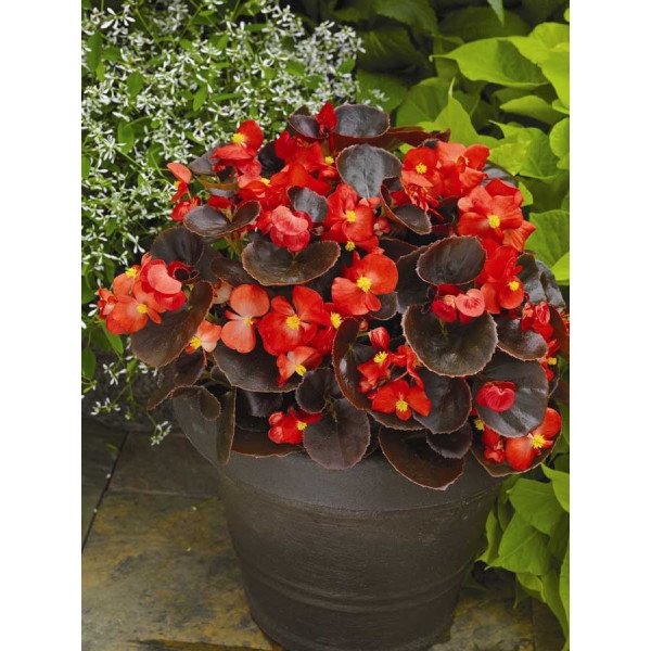 Семена бегонии Эрика F1 (бордовый лист) скарлет /1.000 семян/ *Syngenta*