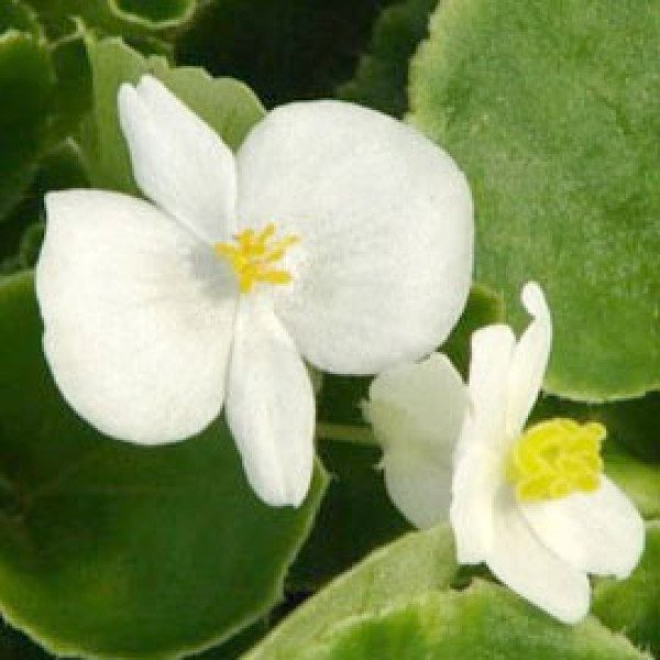 Семена бегонии Эрика F1 (зеленый лист) белая /1.000 семян/ *Syngenta*