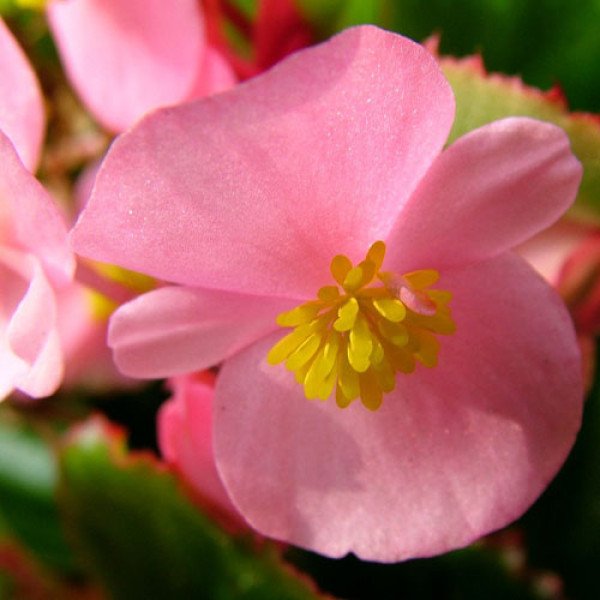 Семена бегонии Эрика F1 (зеленый лист) пинк /1.000 семян/ *Syngenta*