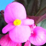 Бегония Эрика F1 (зеленый лист) розовая /1.000 семян/ *Syngenta*