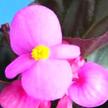 Бегонія Еріка F1 (зелений лист) рожева /1.000 насінин/ *Syngenta*