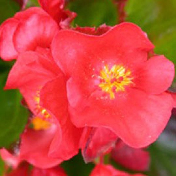 Семена бегонии Эрика F1 (зеленый лист) скарлет /1.000 семян/ *Syngenta*