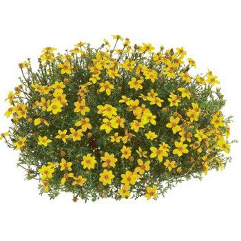 Біденс Ауреа золотиста /5 г/ *Hem Zaden*