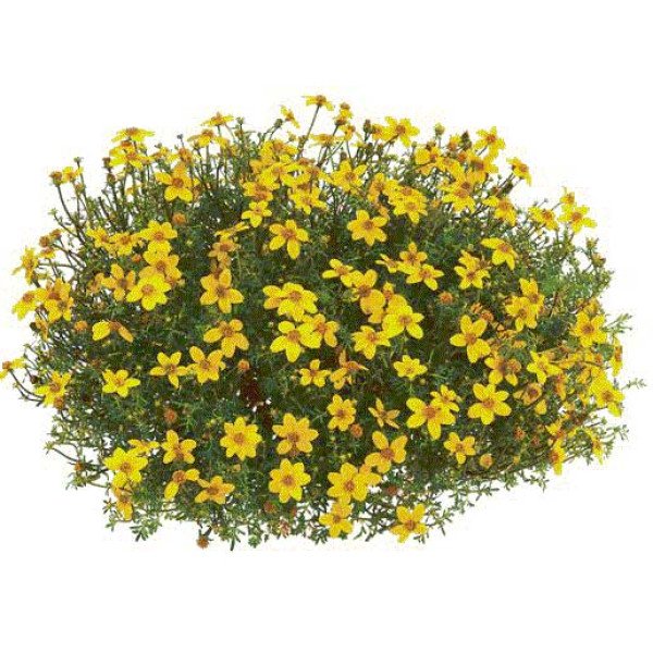 Насіння біденса Ауреа золотиста /5 г/ *Hem Zaden*