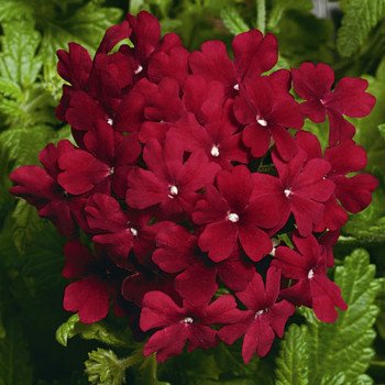 Вербена Обсешн F1 бордовая /100 семян/ *Syngenta*