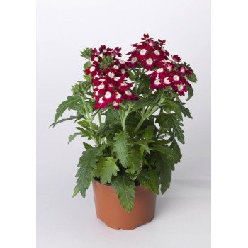 Вербена Обсешн F1 кримсон с глазком (crimson with eye) /100 семян/ *Syngenta*