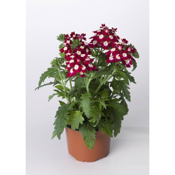 Насіння вербени Обсешн F1 кримсон з вічком (crimson with eye) /100 насінин/ *Syngenta*