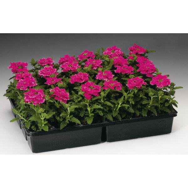 Семена вербены Обсешн F1 малиновая /100 семян/ *Syngenta*