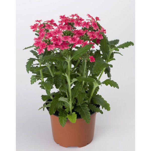 Семена вербены Обсешн F1 малиновая /100 семян/ *Syngenta*