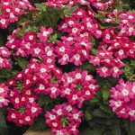 Вербена Тускані F1 рожева з вічком /100 насінин/ *Syngenta*