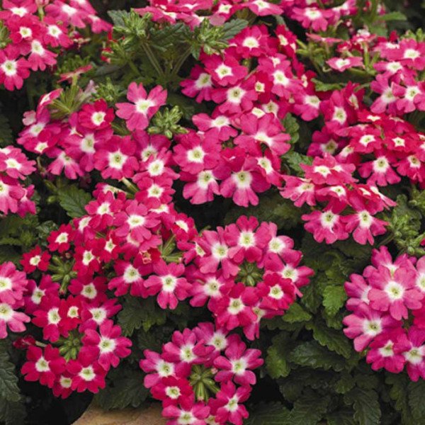 Насіння вербени Тускані F1 рожева з вічком /100 насінин/ *Syngenta*