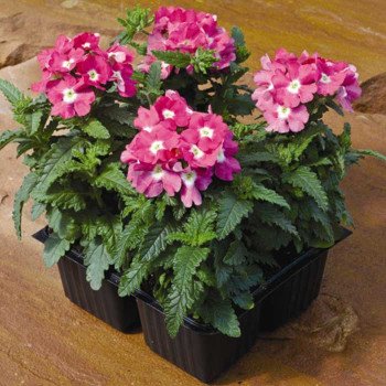 Вербена Тускани F1 розовая с глазком /100 семян/ *Syngenta*