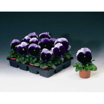 Виола Дельта F1 беаконсфилд (beaconsfield) /100 семян/ *Syngenta*