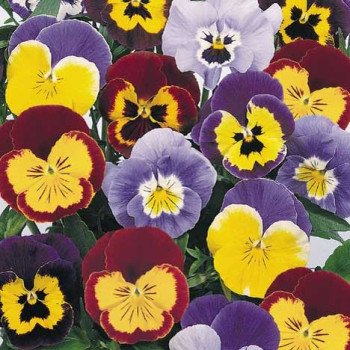 Віола Джокер F1 суміш (mix) /500 насінин/ *Benary*