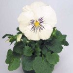 Виола Кетс F1 белая (white) /100 семян/ *Benary*