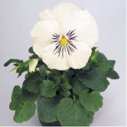 Виола Кетс F1 белая (white) /100 семян/ *Benary*