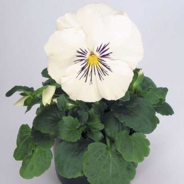 Насіння віоли Кетс F1 біла (white) /100 насінин/ *Benary*