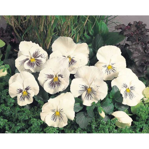 Насіння віоли Кетс F1 біла (white) /100 насінин/ *Benary*