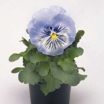 Віола Кетс F1 блакитна (blue) /100 насінин/ *Benary*