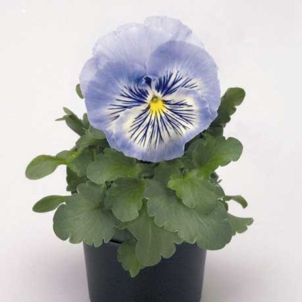 Насіння віоли Кетс F1 блакитна (blue) /100 насінин/ *Benary*