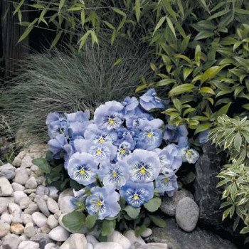 Віола Кетс F1 блакитна (blue) /100 насінин/ *Benary*