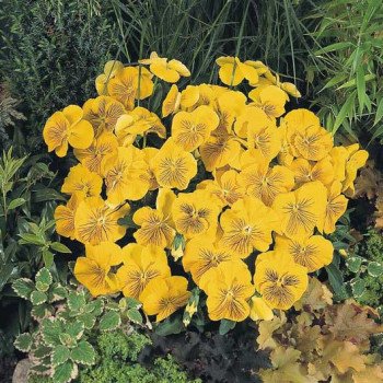 Виола Кетс F1 желтая (yellow) /100 семян/ *Benary*