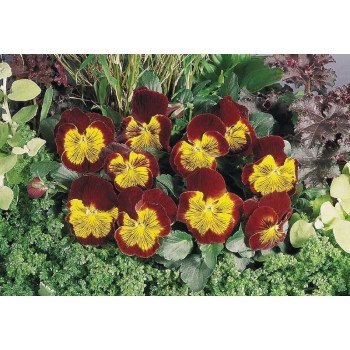 Віола Кетс F1 червоно-золота (red and gold) /100 насінин/ *Benary*