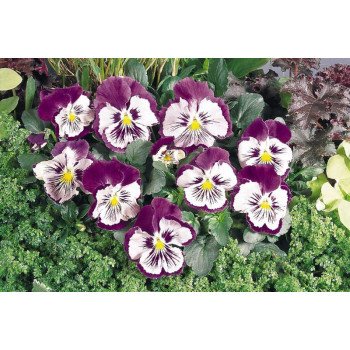 Віола Кетс F1 пурпурно-біла (purple and white) /100 насінин/ *Benary*