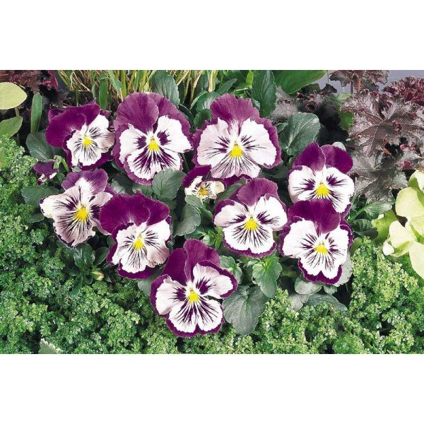 Насіння віоли Кетс F1 пурпурно-біла (purple and white) /100 насінин/ *Benary*