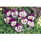Насіння віоли Кетс F1 пурпурно-біла (purple and white) /100 насінин/ *Benary*