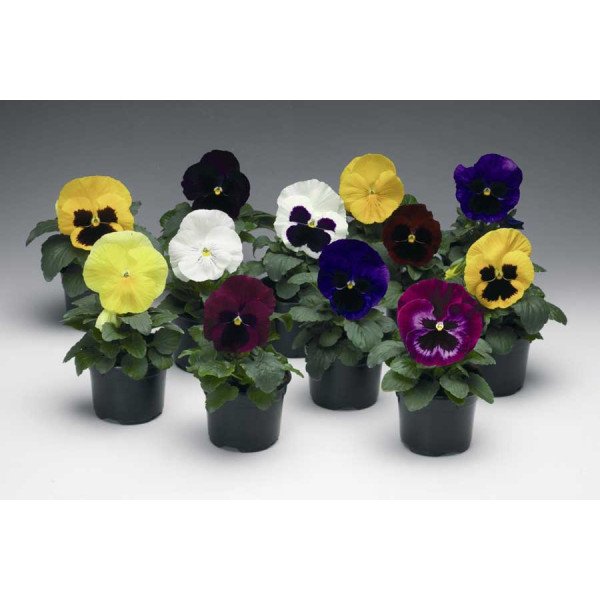 Семена виолы Колоссус F1 смесь (mix) /100 семян/ *Syngenta*