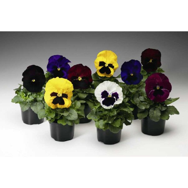 Семена виолы Колоссус F1 смесь с глазком (blotched mix) /100 семян/ *Syngenta*