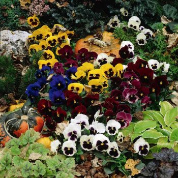 Віола Колоссус F1 суміш з вічком (blotched mix) /100 насінин/ *Syngenta*