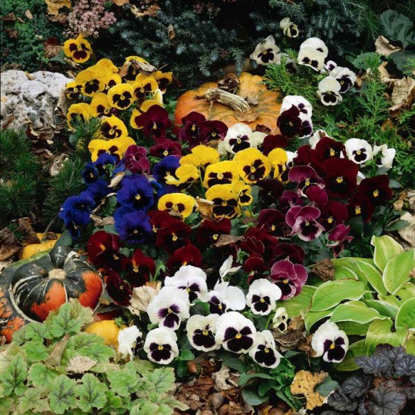 Семена виолы Колоссус F1 смесь с глазком (blotched mix) /100 семян/ *Syngenta*