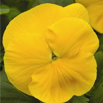 Виола Маммут F1 желтая (yellow) /100 семян/ *Syngenta*