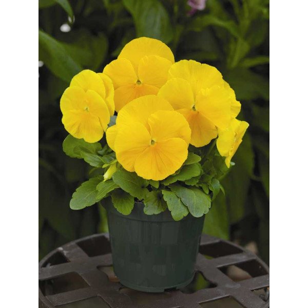 Насіння віоли Маммут F1 жовта (yellow) /100 насінин/ *Syngenta*