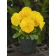 Насіння віоли Маммут F1 жовта (yellow) /100 насінин/ *Syngenta*