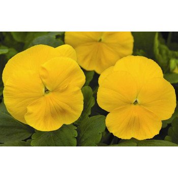 Виола Маммут F1 желтая (yellow) /100 семян/ *Syngenta*