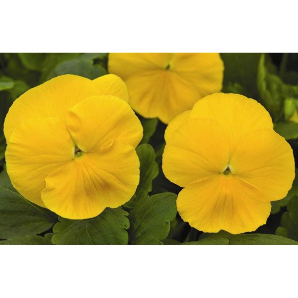 Насіння віоли Маммут F1 жовта (yellow) /100 насінин/ *Syngenta*