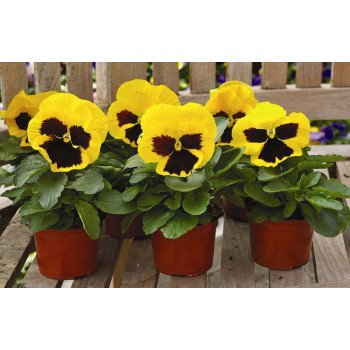 Виола Маммут F1 елов би (yellow bee) /100 семян/ *Syngenta*