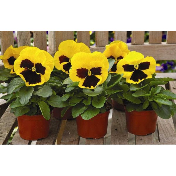 Семена виолы Маммут F1 елов би (yellow bee) /100 семян/ *Syngenta*