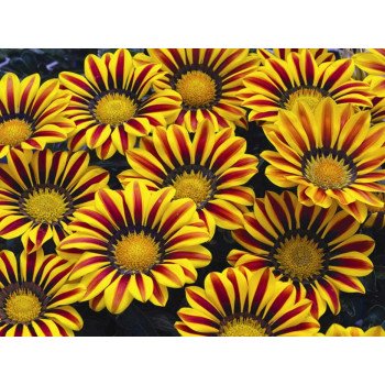 Газания Биг Кисс F1 елоу флейм (yellow flame) /100 семян/ *Syngenta*