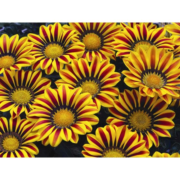 Семена газании Биг Кисс F1 елоу флейм (yellow flame) /100 семян/ *Syngenta*