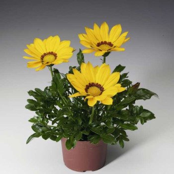 Газания Газу F1 желтая с ободком (yellow with ring) /100 семян/ *Syngenta*