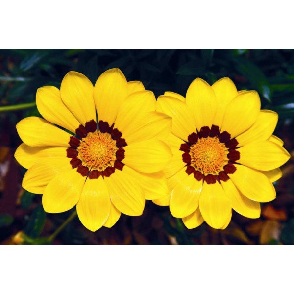 Семена газании Газу F1 желтая с ободком (yellow with ring) /100 семян/ *Syngenta*