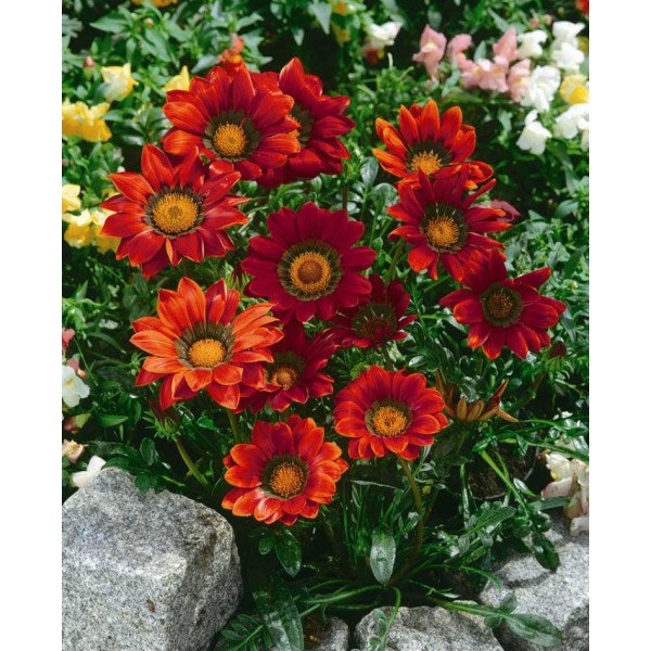 Семена газании Газу F1 красная с ободком (red with ring) /100 семян/ *Syngenta*